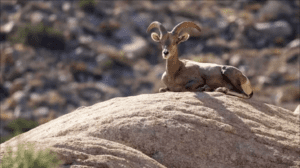 wilderness works nevada big horn sheep