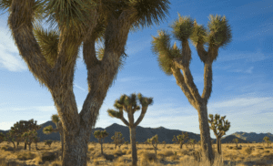 Wilderness Work Joshua Trees